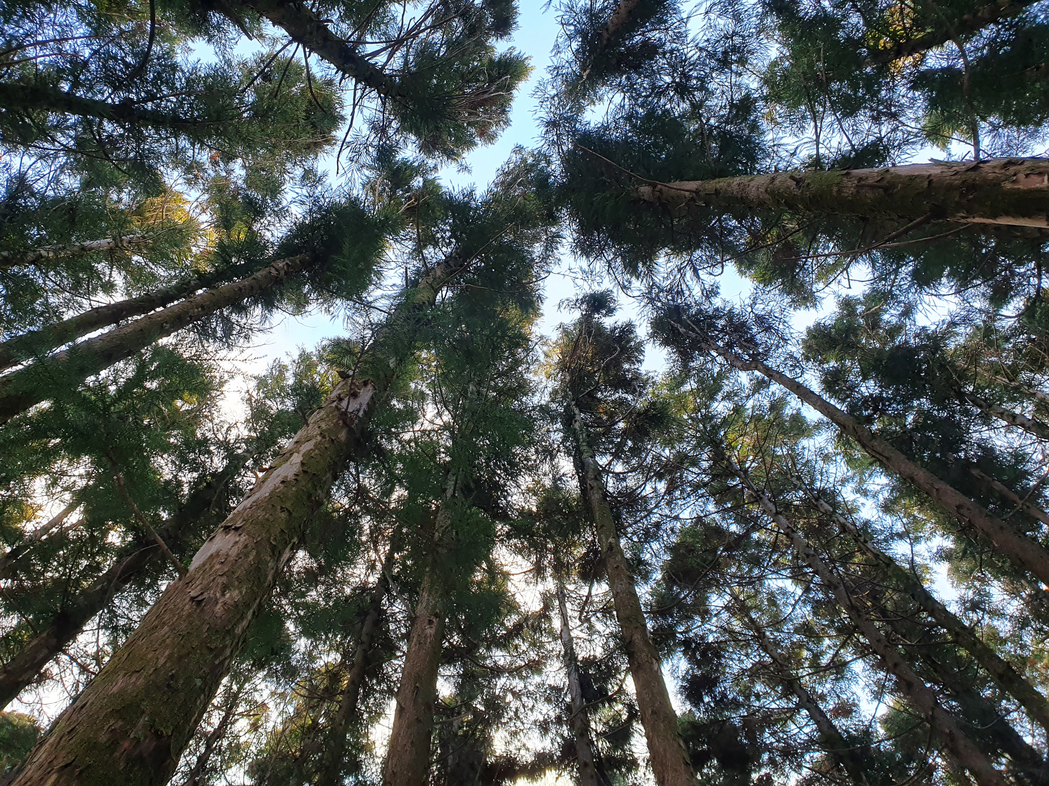 Tall forest trees viewed from below.
